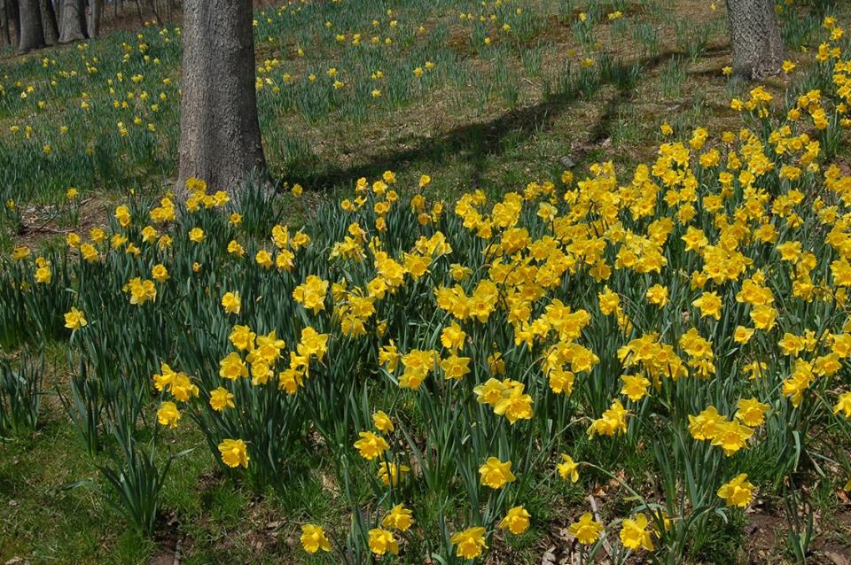 Daffodil Festival Visit CT